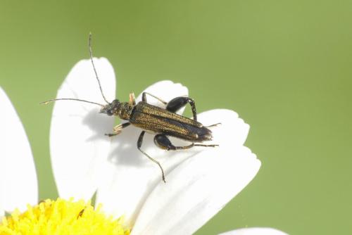 Oedemera flavipes